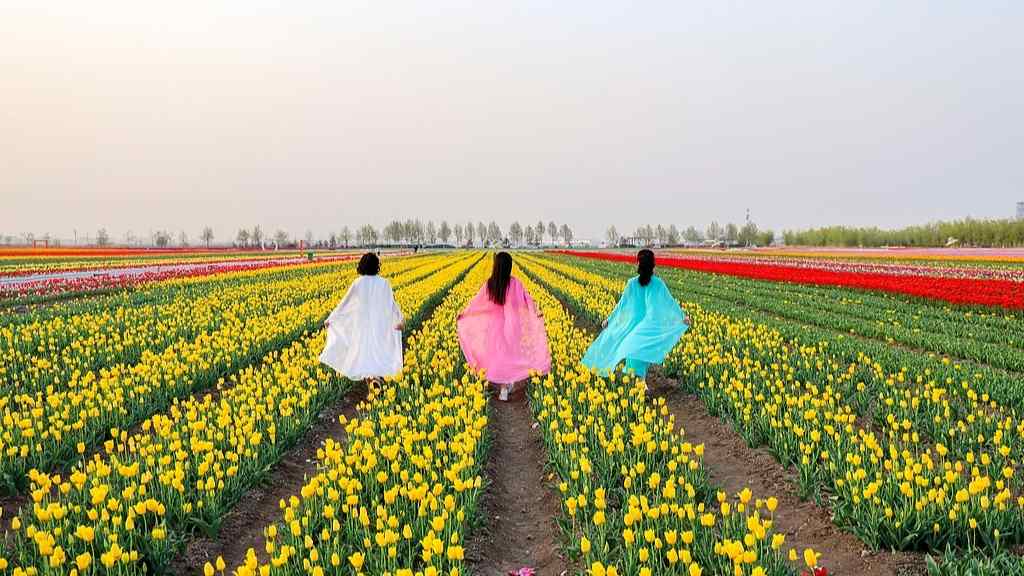 胜日寻芳 93.6%受访者有计划去公园赏花踏青 - 光踪暖行