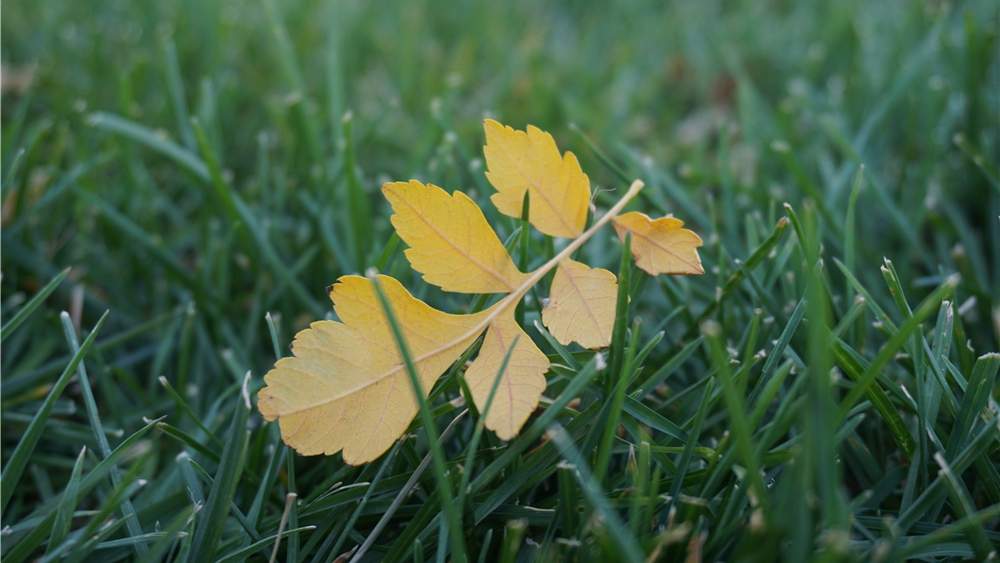叶子的时刻 - 光踪暖行