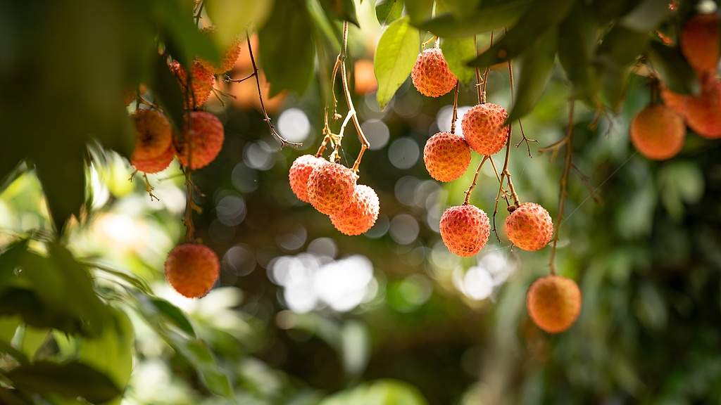 文旅融合助力荔枝产业华丽转身 - 光踪暖行
