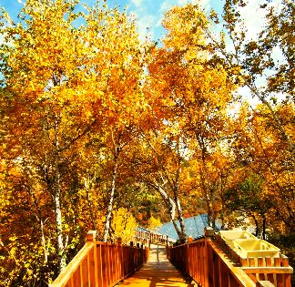 草原白桦 - 光踪暖行