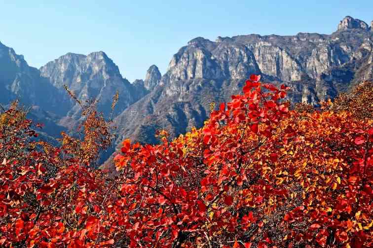 坡峰岭的红叶 - 光踪暖行