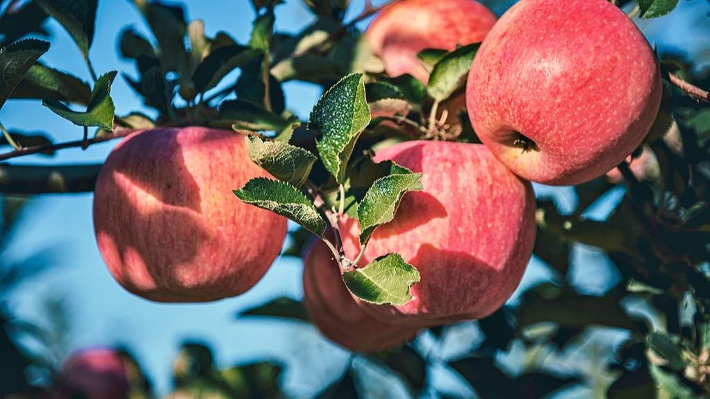 “特色产业+农文旅融合”催生乡村振兴新动能 逐“绿”前行润民生 - 光踪暖行