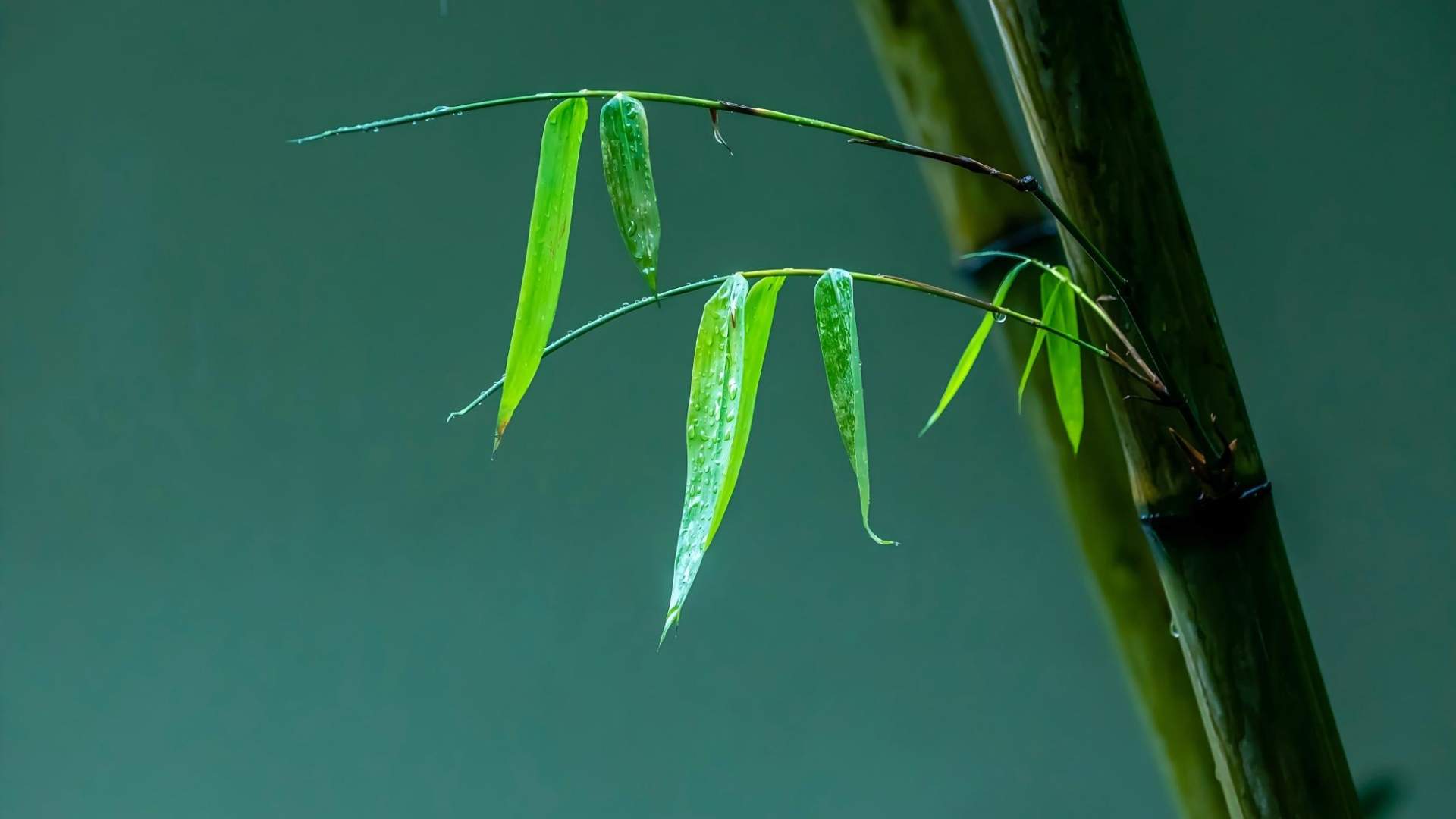 竹韵连古今 文旅向未来 - 光踪暖行