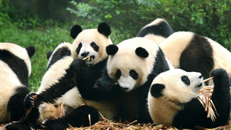 2026年版团队旅游合同发布 明确购物活动和另行付费旅游项目规则 - 辰飞雨光踪暖行旅游资讯