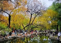 蘋香榭画秋 - 光踪暖行