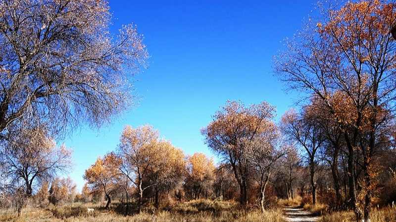 胡杨已一树金黄！泽普县第十六届金湖杨旅游文化季邀您来品 - 光踪暖行