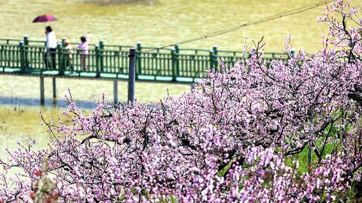 “农商文旅体”释放多“彩”活力 多样消费激活“春日经济”一池春水 - 光踪暖行