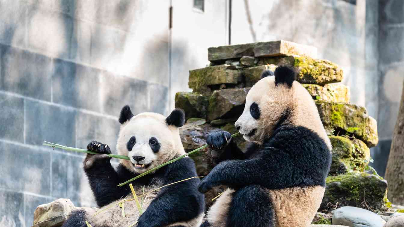 四川雅安文旅的“破圈”之道――从“椟中玉