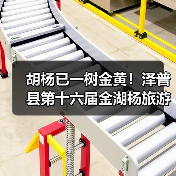 胡杨已一树金黄!泽普县第十六届金湖杨旅游文化季邀您来品(图2) 胡杨已一树金黄!泽普县第十六届金湖杨旅游文化季邀您来品(图2)