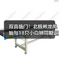 双喜临门!北极熊龙凤胎与18只小白狮同期诞生(图2) 双喜临门!北极熊龙凤胎与18只小白狮同期诞生(图2)