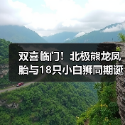 双喜临门!北极熊龙凤胎与18只小白狮同期诞生(图3) 双喜临门!北极熊龙凤胎与18只小白狮同期诞生(图3)