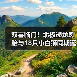 双喜临门!北极熊龙凤胎与18只小白狮同期诞生(图4) 双喜临门!北极熊龙凤胎与18只小白狮同期诞生(图4)