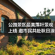 公园景区最美落叶景观上线 邀市民共赴秋日浪漫之约(图4) 公园景区最美落叶景观上线 邀市民共赴秋日浪漫之约(图4)