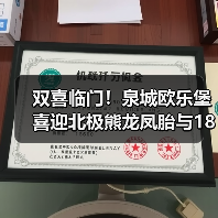 双喜临门!泉城欧乐堡喜迎北极熊龙凤胎与18只小白狮(图4) 双喜临门!泉城欧乐堡喜迎北极熊龙凤胎与18只小白狮(图4)