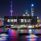 老柿树“重生记”(图3)