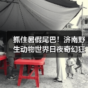 抓住暑假尾巴!济南野生动物世界日夜奇幻狂欢,甜蜜恋爱季点燃盛夏终章(图1) 抓住暑假尾巴!济南野生动物世界日夜奇幻狂欢,甜蜜恋爱季点燃盛夏终章(图1)