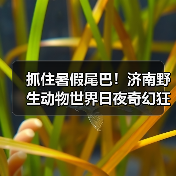 抓住暑假尾巴!济南野生动物世界日夜奇幻狂欢,甜蜜恋爱季点燃盛夏终章(图4) 抓住暑假尾巴!济南野生动物世界日夜奇幻狂欢,甜蜜恋爱季点燃盛夏终章(图4)