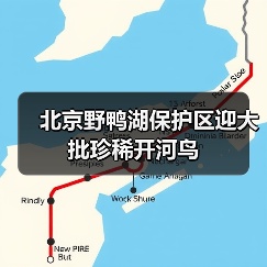 北京野鸭湖保护区迎大批珍稀开河鸟(图3) 北京野鸭湖保护区迎大批珍稀开河鸟(图3)