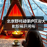北京野鸭湖保护区迎大批珍稀开河鸟(图4) 北京野鸭湖保护区迎大批珍稀开河鸟(图4)